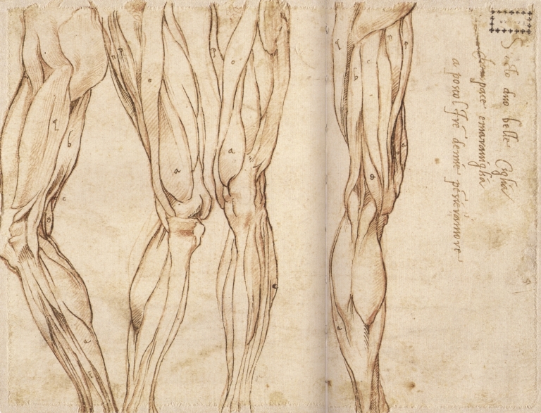 Anatomical studies of bent and straightened legs, writing